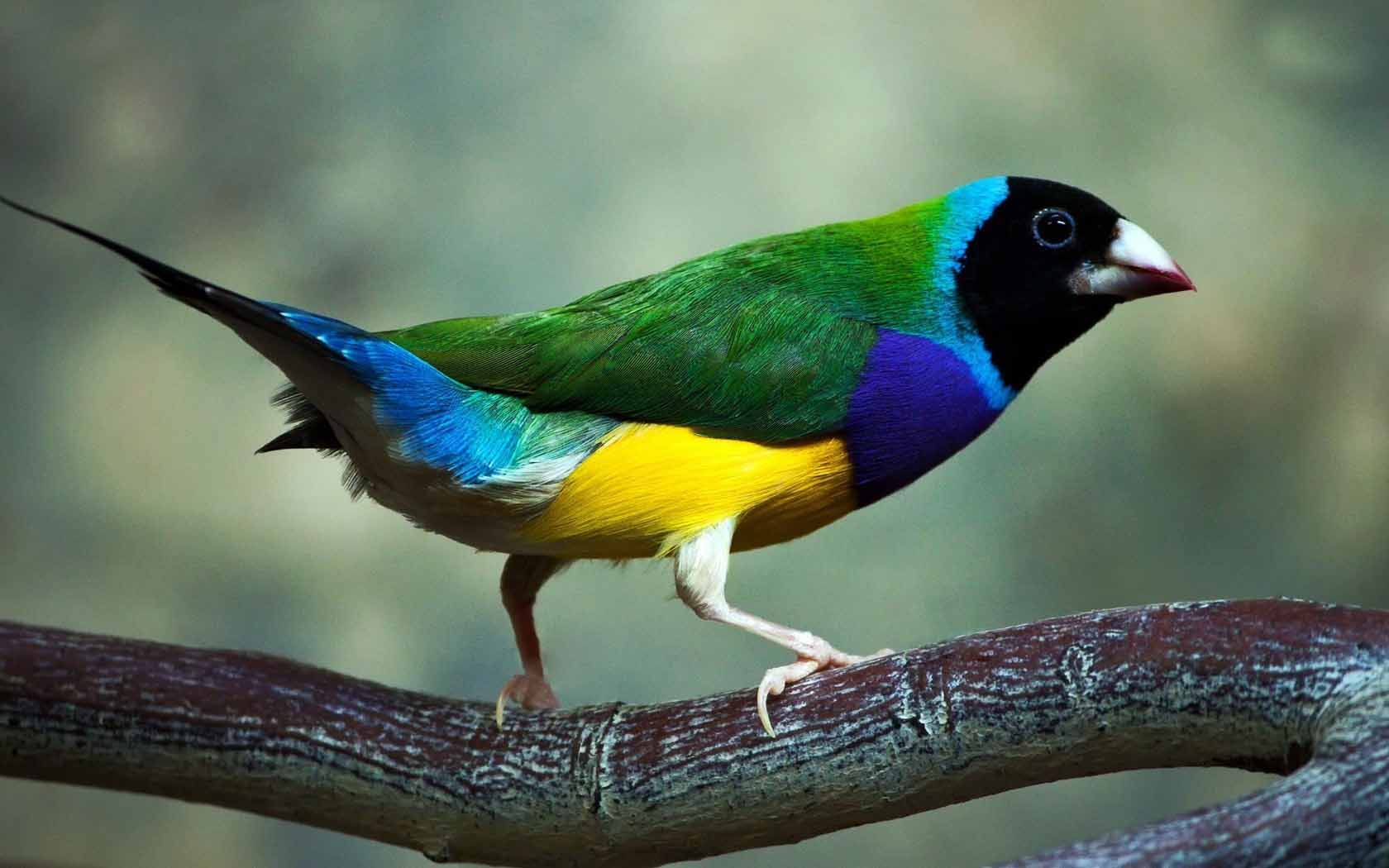 gouldian-finch