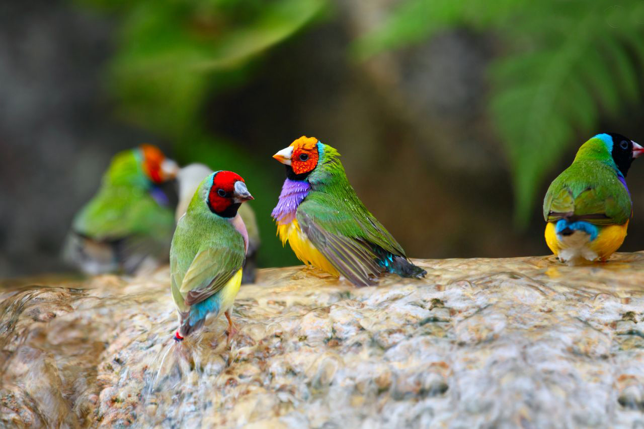 gouldian finches