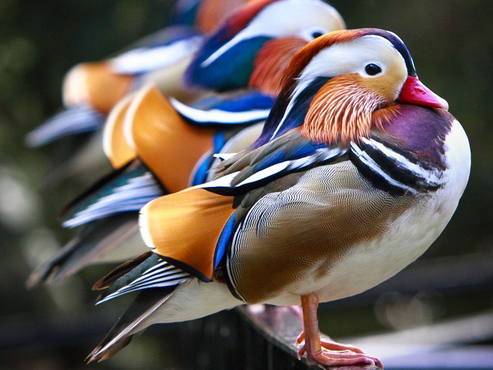 mandarin ducks