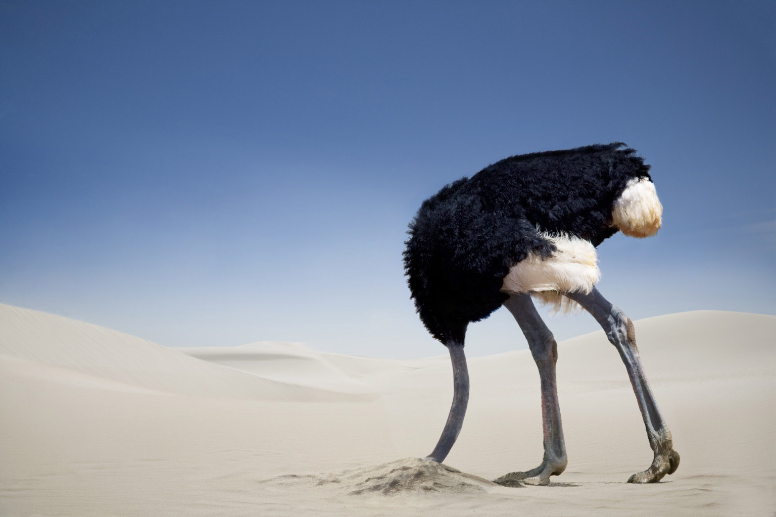 ostrich head in sand Ostriches not stick its head in the sand when in danger myths