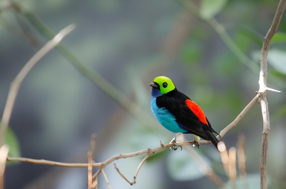 paradise tanager on a branch