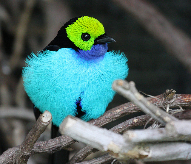 paradise tanager on a tree