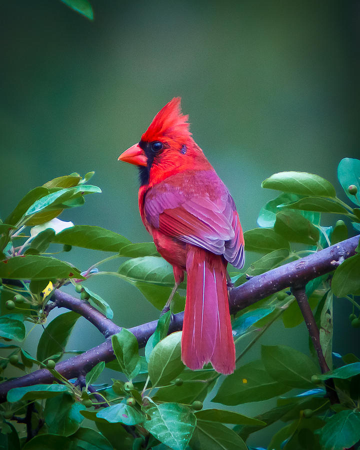 red-cardinal-on-branch