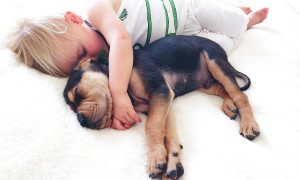 sleep and nap sleeping with a dog