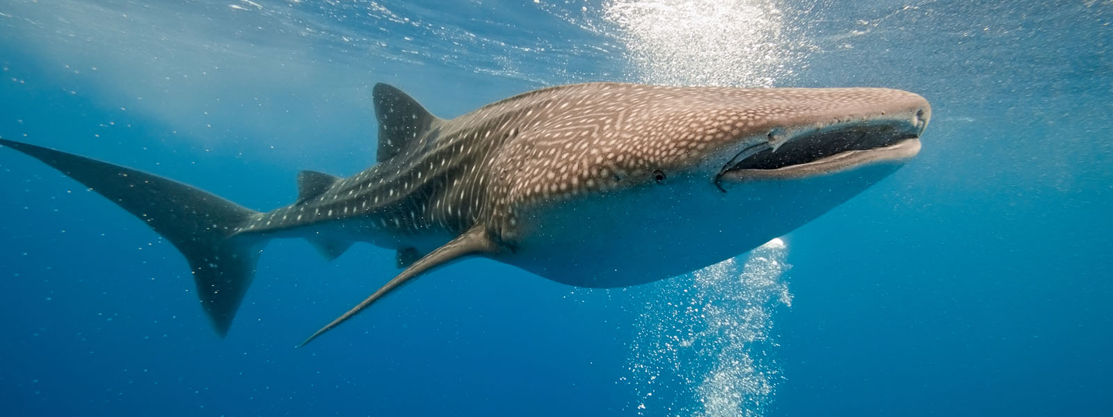 whale sharks in Donsol Bay 1