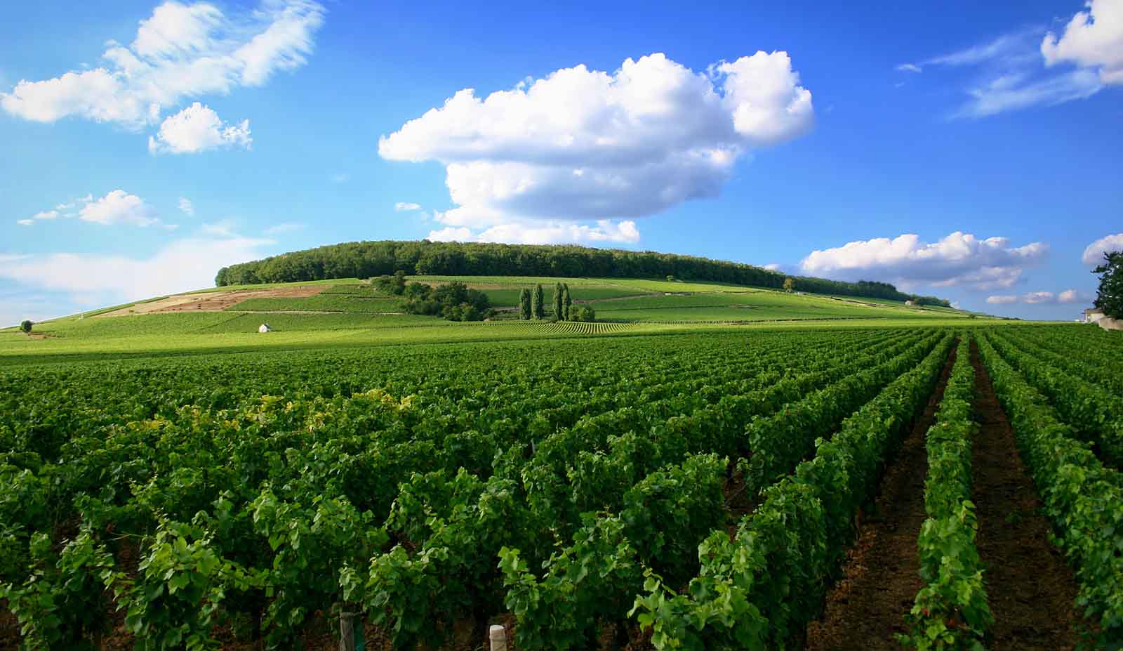 Best Destinations For Wine Tasting - PRETEND Magazine