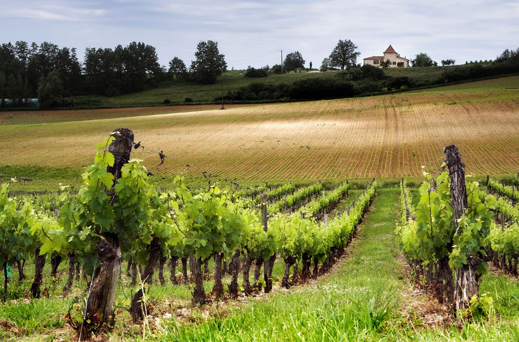 Burgundy, France vineyard