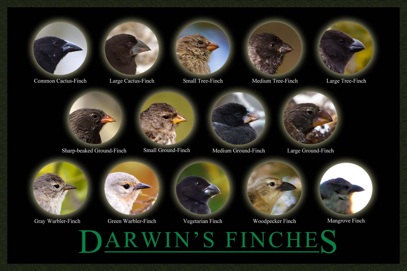 Darwin's Finches Galapagos