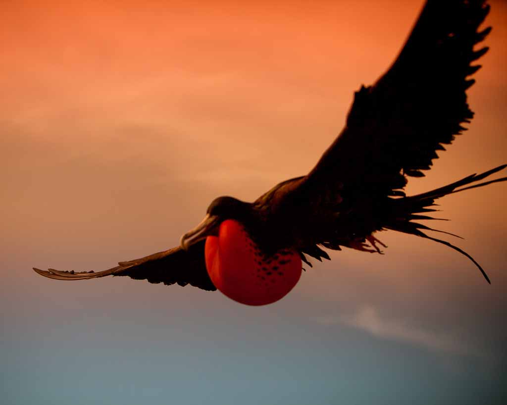 Frigate Bird flying
