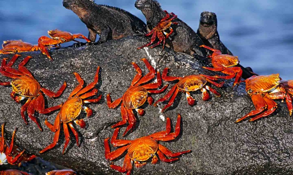 galapagos-islands-darwin-inspiration-pretend-magazine