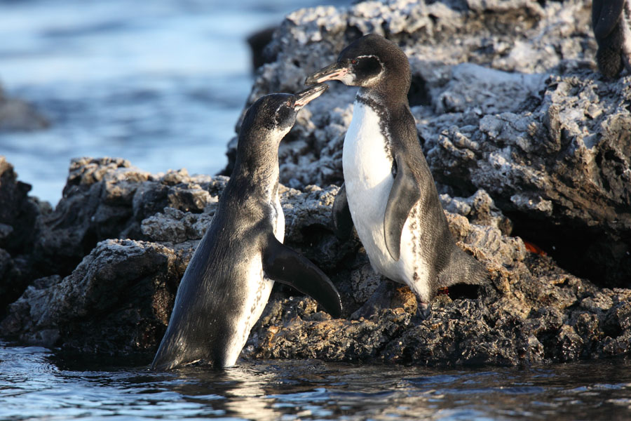 Galapagos islands penguins