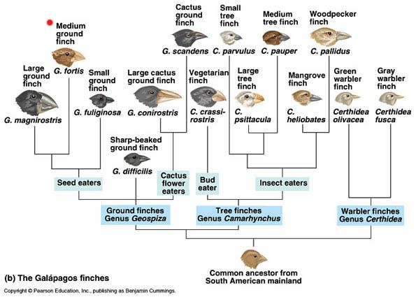 Galapagos different finches with their latin names