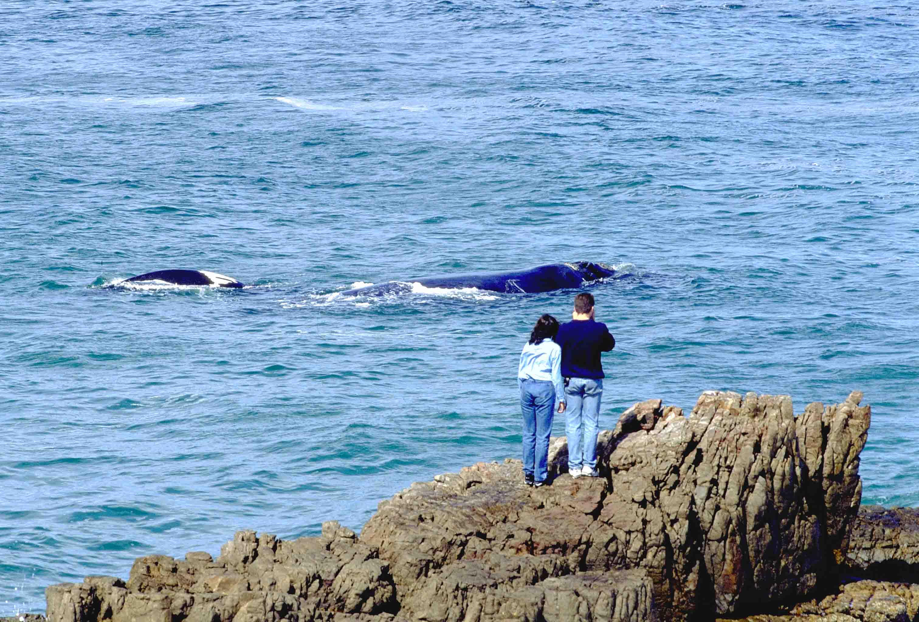 Hermanus, Western Cape couple observing whales