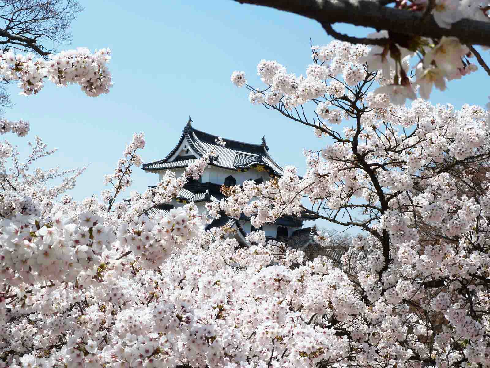 Hikone Castle in Japan 2