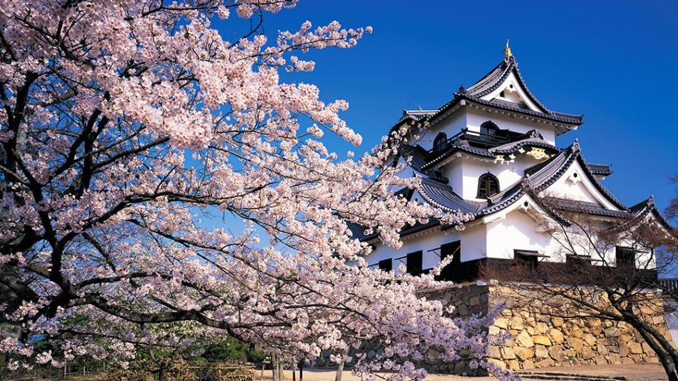 Hikone-Castle in Japan cherry blossom