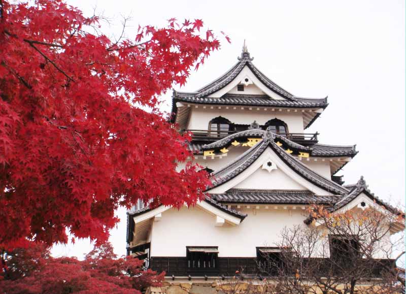 Hikone Castle in Japan autum