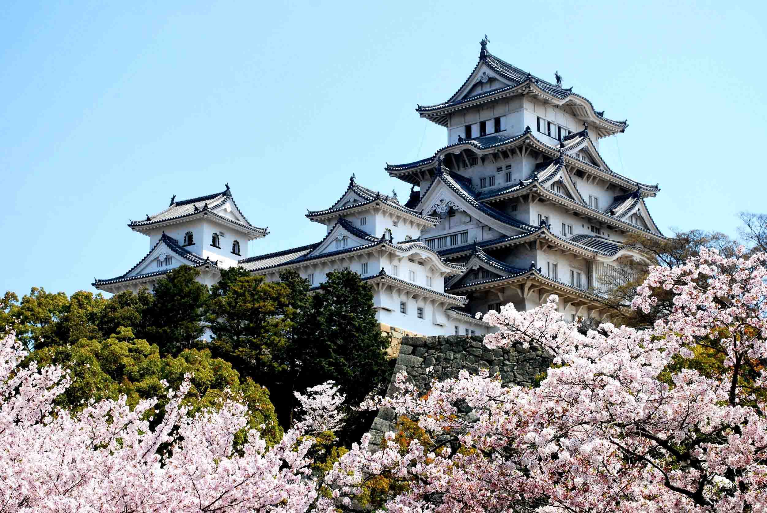 Himeji-Castle cherry blossom trees