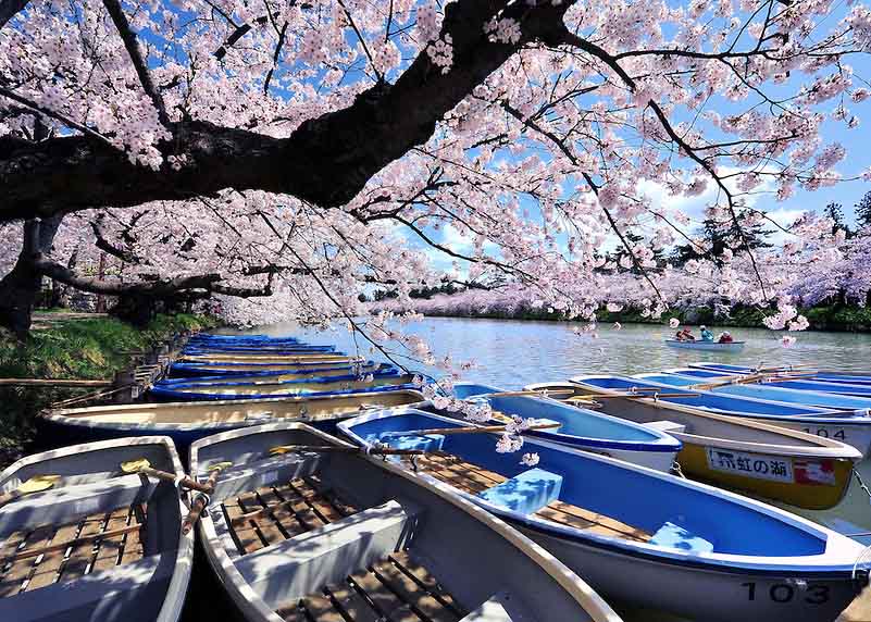 Wonderful Cherry Blossoms in Japan