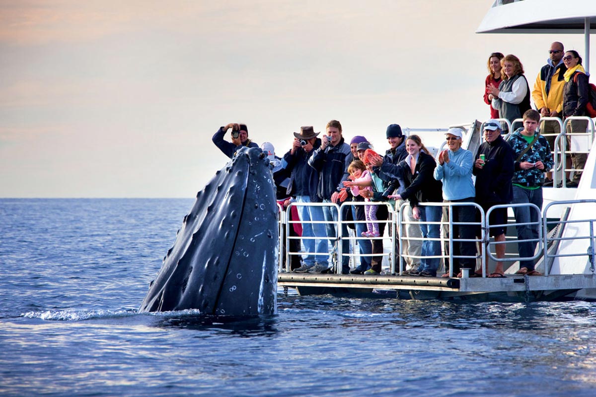 Maui Whale watching boat