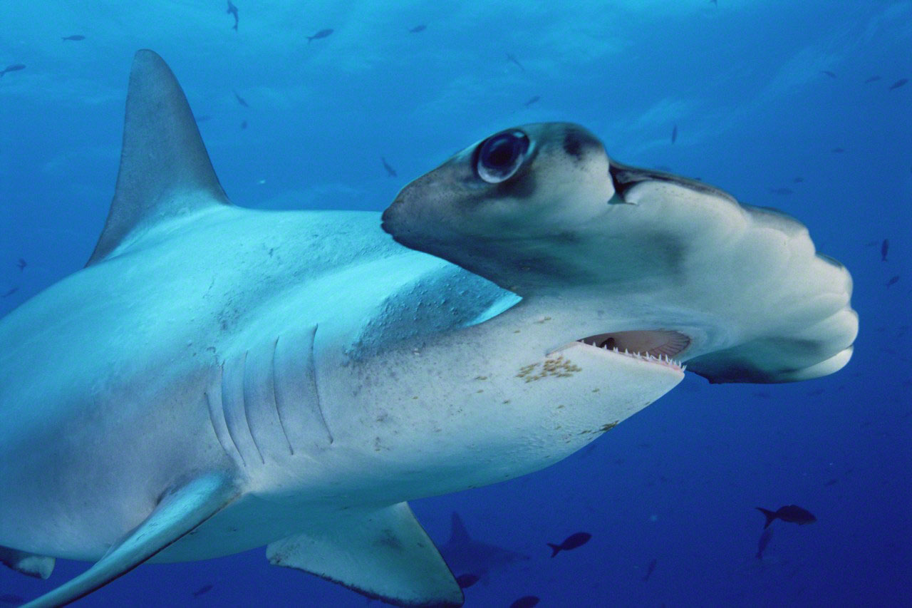 Scalloped Hammerhead Shark 