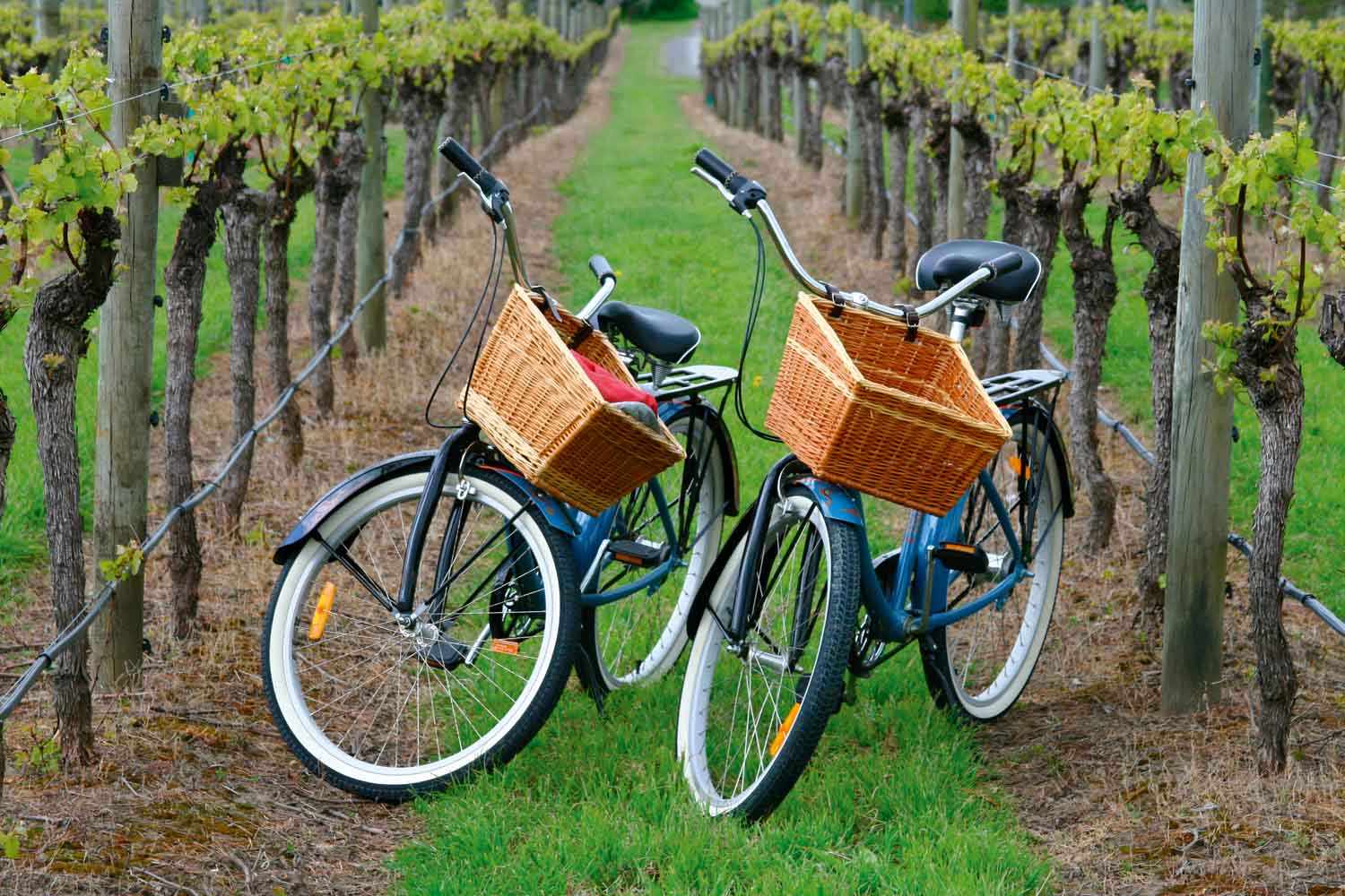 Sonoma County, California bike tour among vineyards