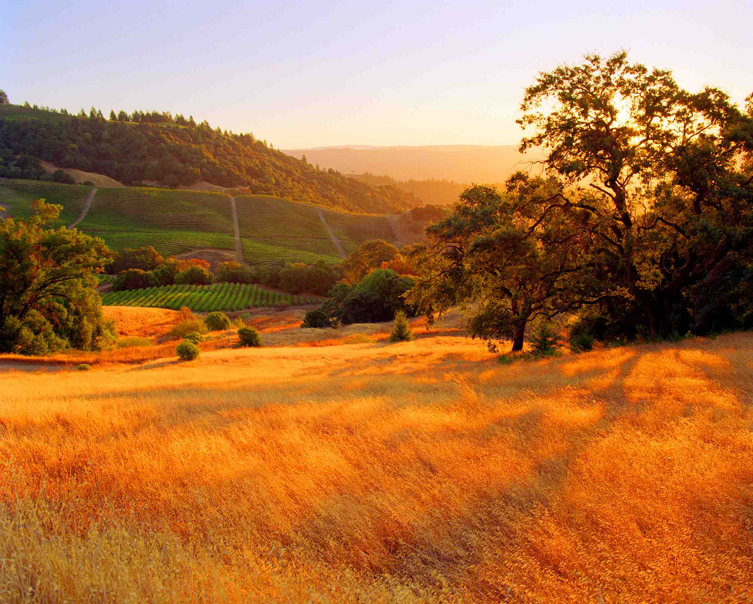 Sonoma County, California vineyard 2