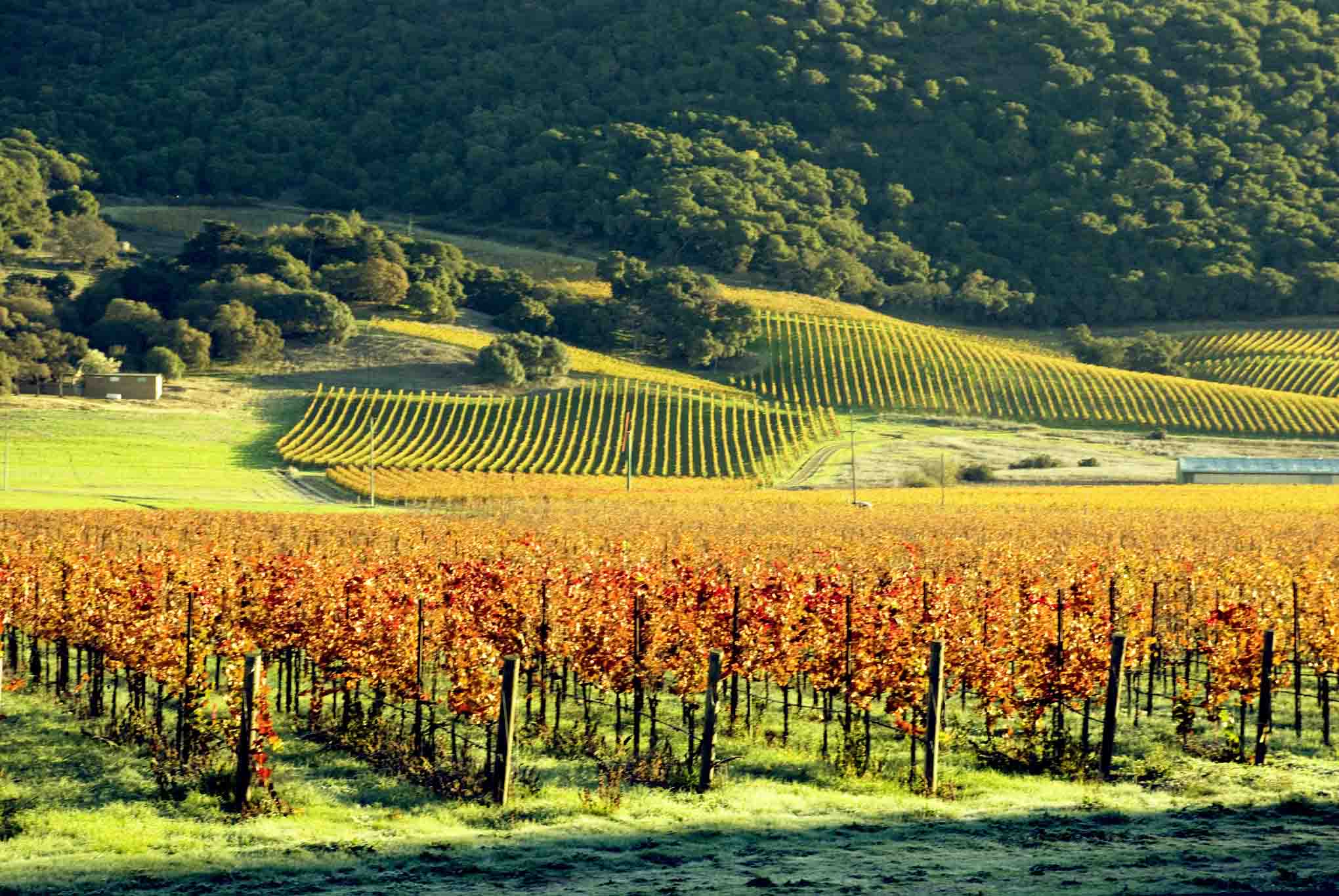 Sonoma County, California vineyard