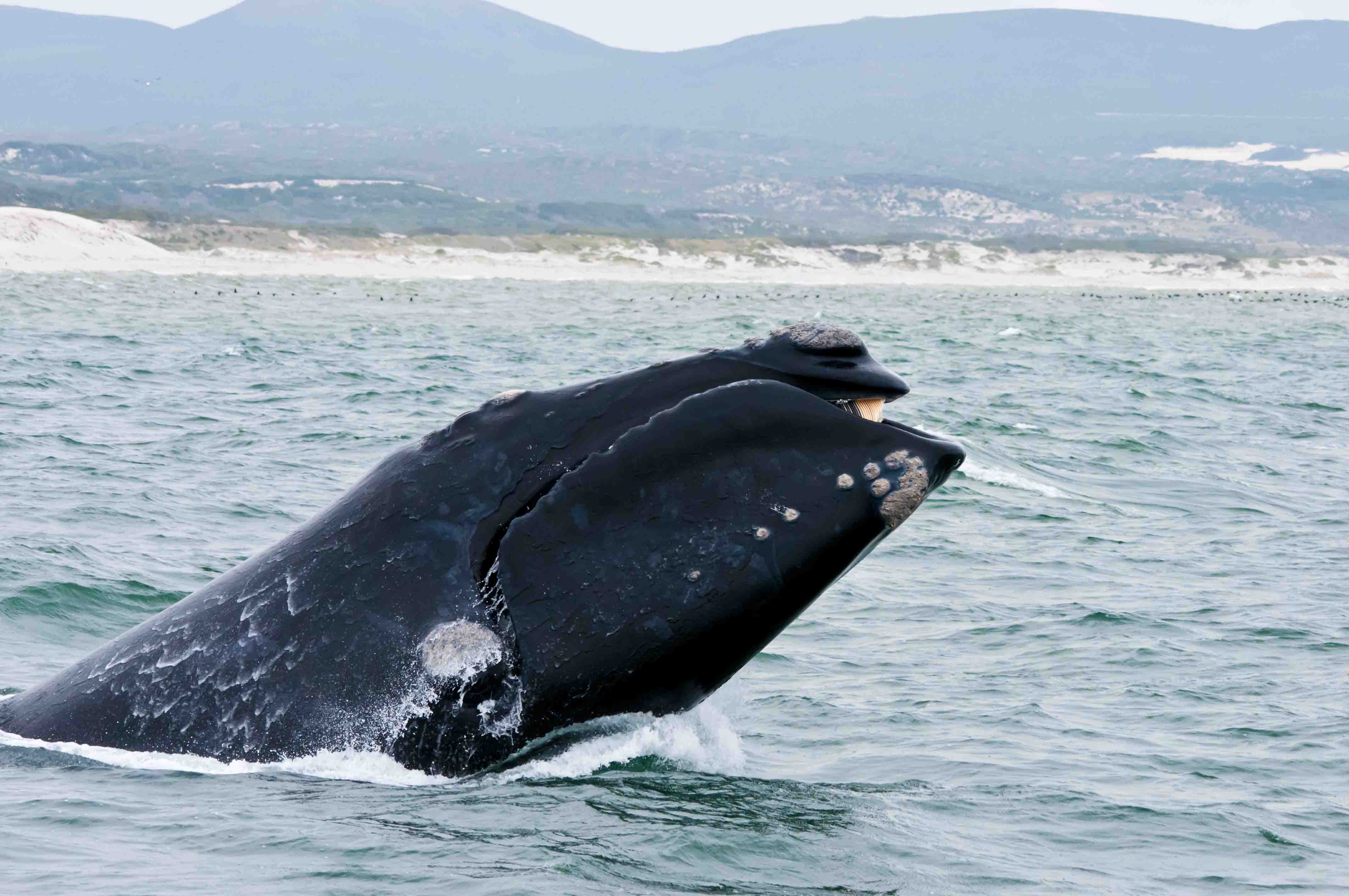 Southern Right Whale in Hermanus showing from water