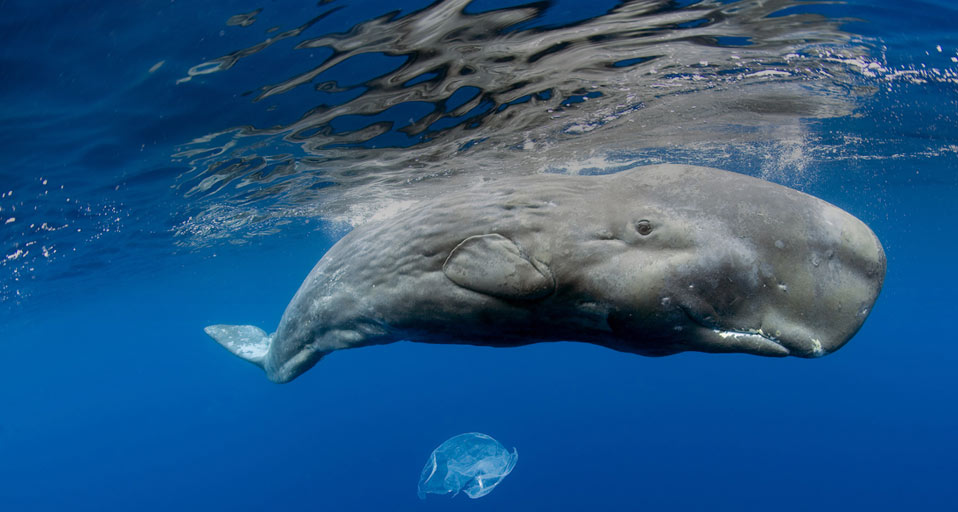 Sperm Whale  underwater
