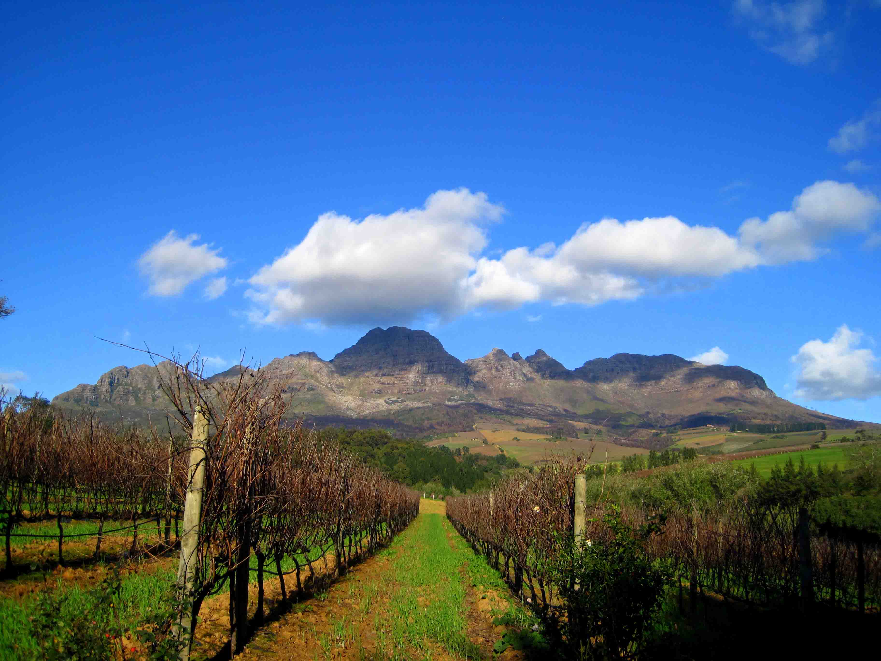 Stellenbosch, South Africa vineyard