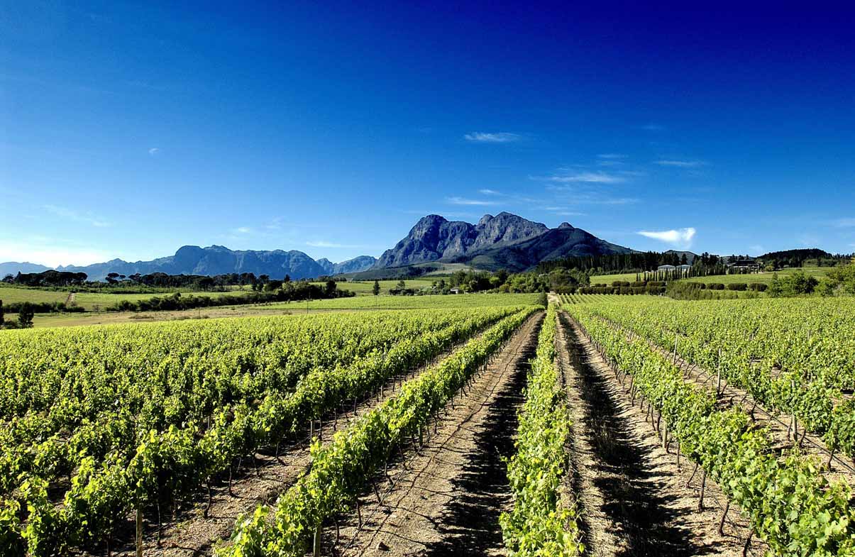 Stellenbosch, South Africa vineyards