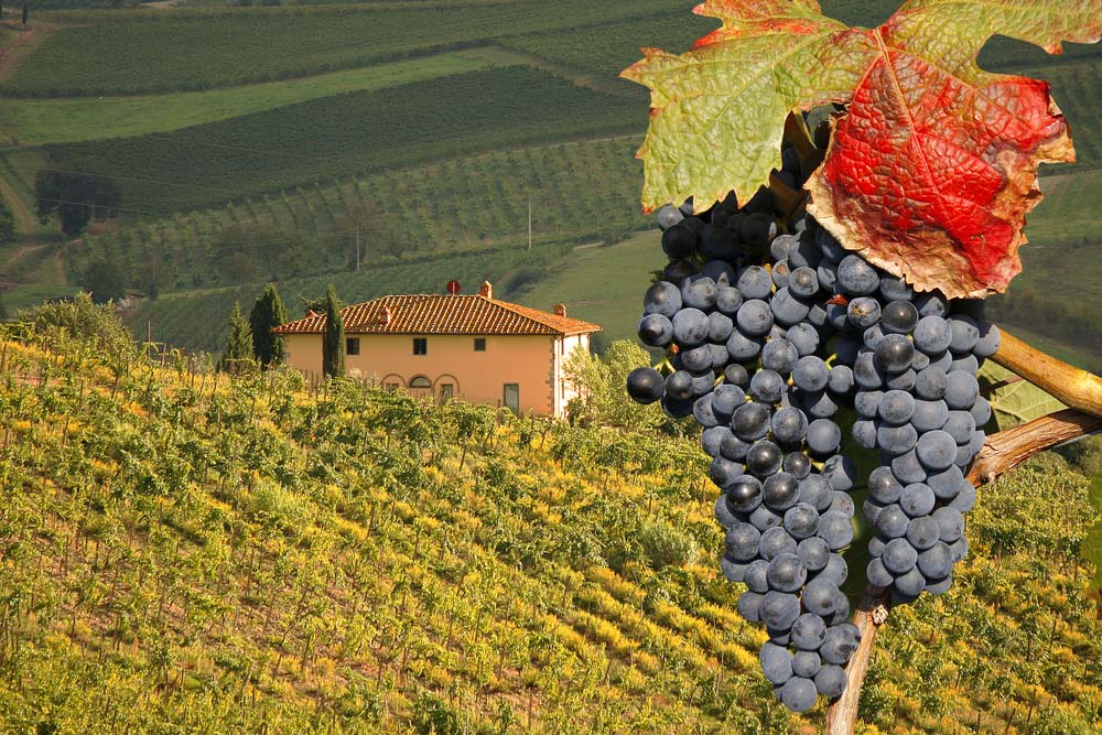 Vineyard-in-Chianti-Tuscany-Italy-famous-landscape wine