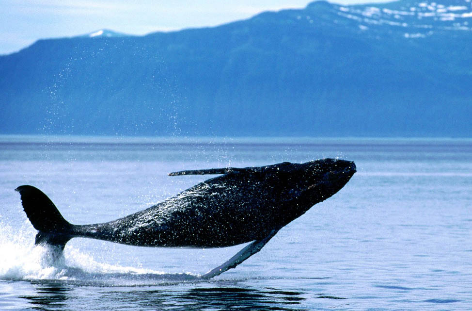 Whale-Watching-Kaikoura New Zealand