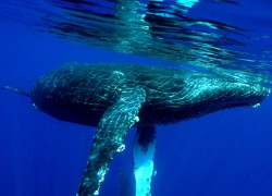 Whale diving underwater in Maui, Hawaii
