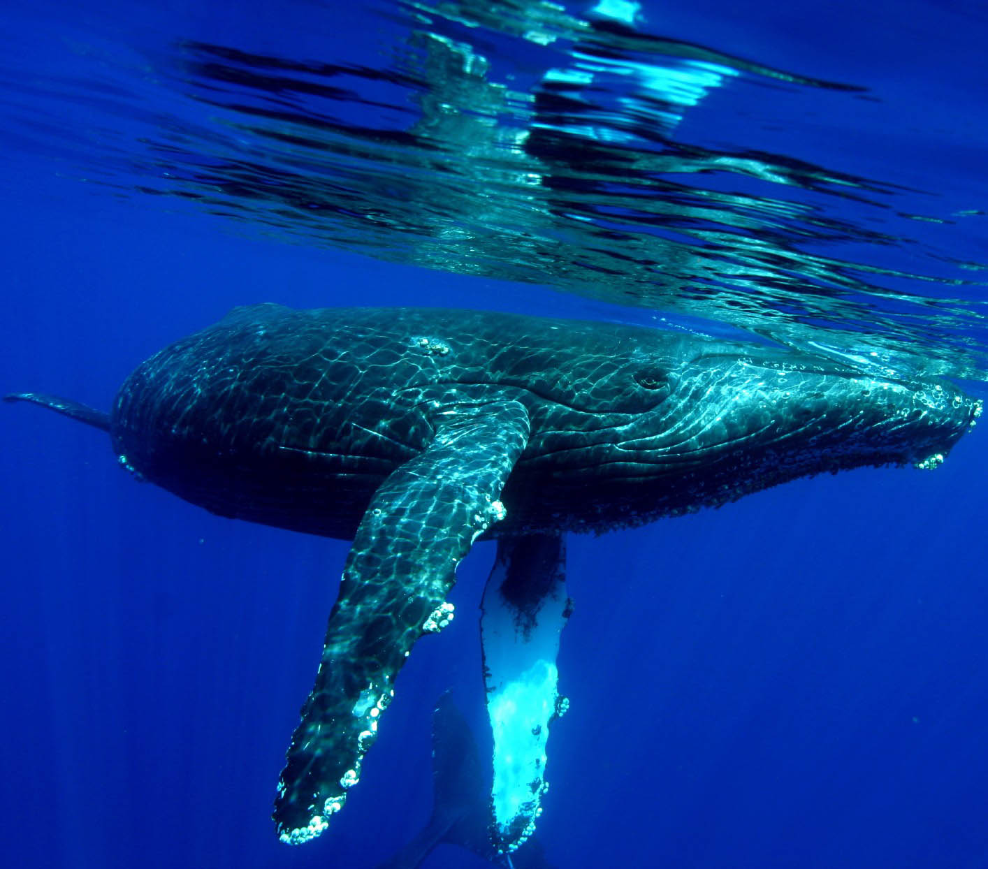 Whale diving underwater in Maui, Hawaii