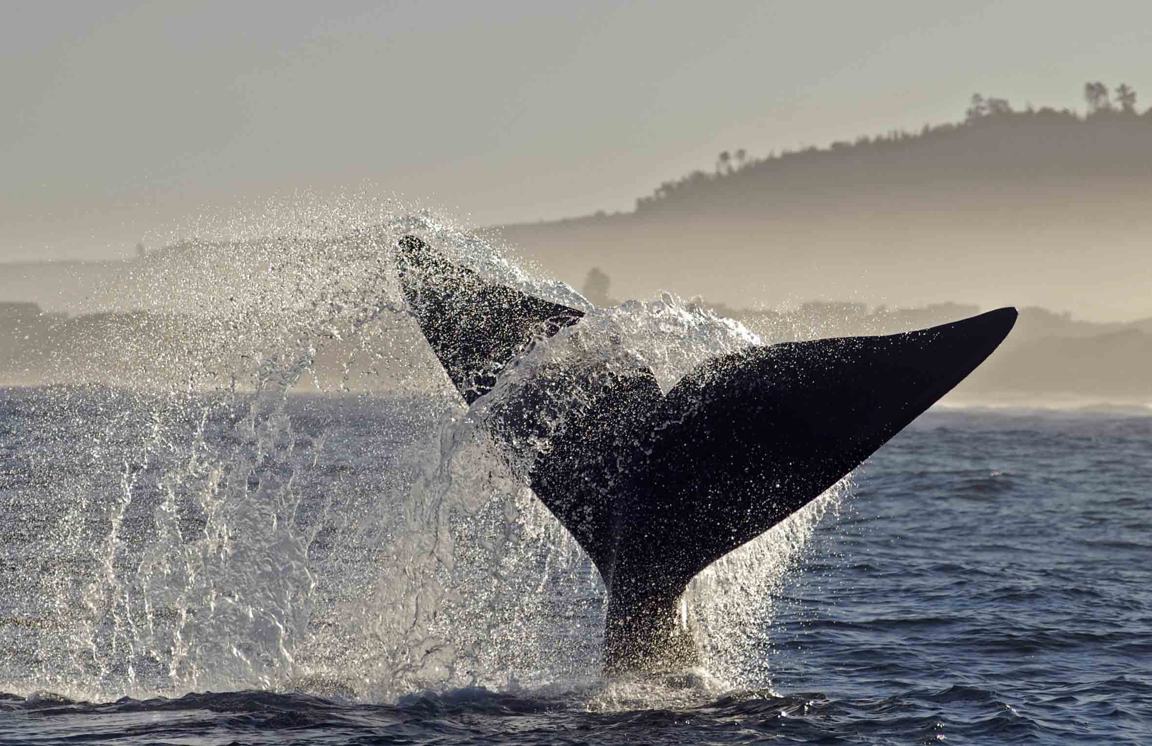 Whale tale in Hermanus, Western Cape