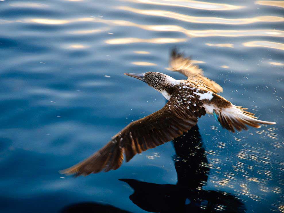 blue-footed-booby flying