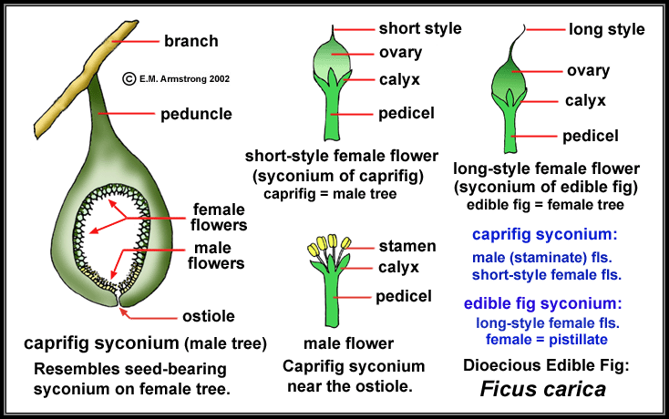 differences between male an female fig fruits 1