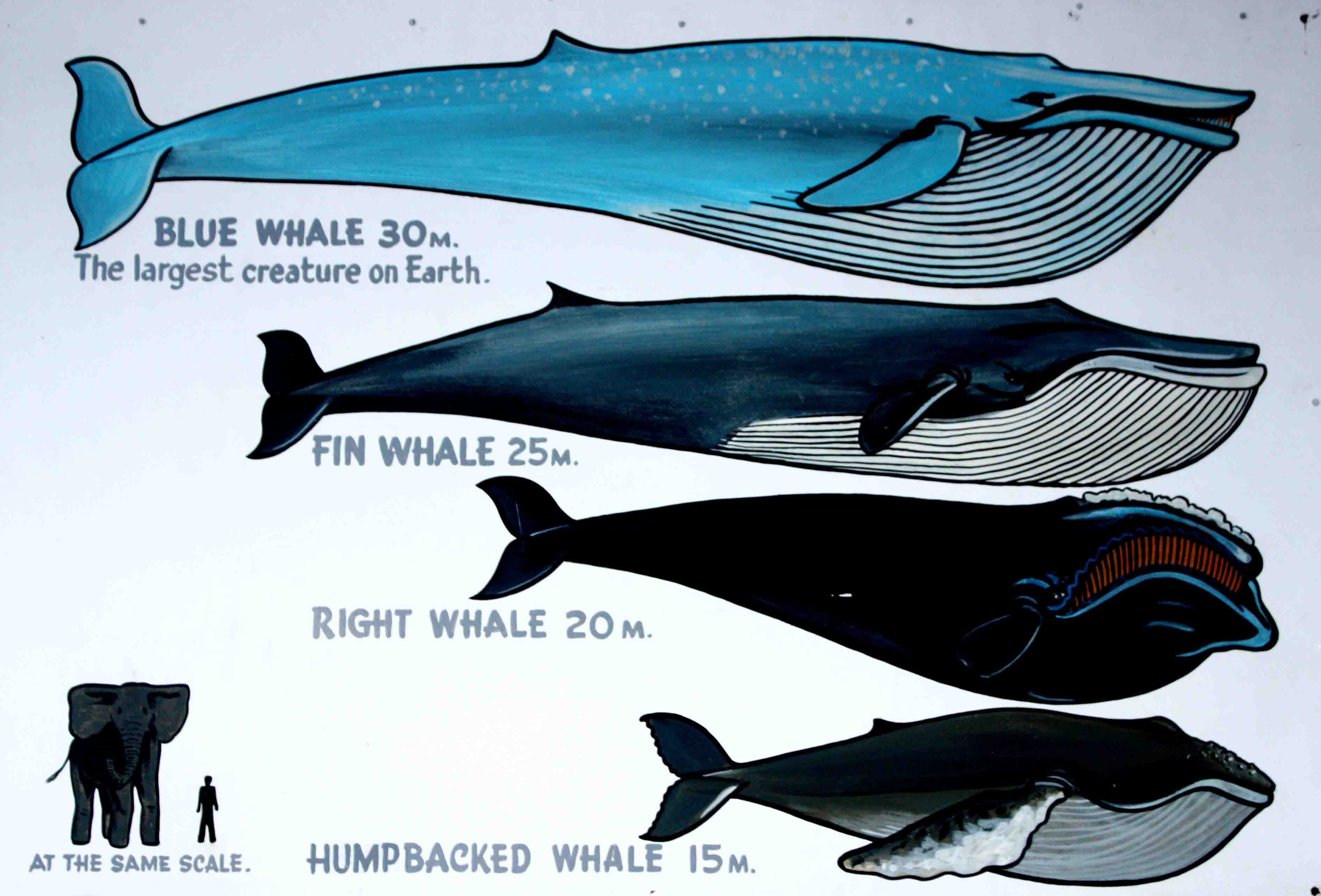 different kinds of whales chart