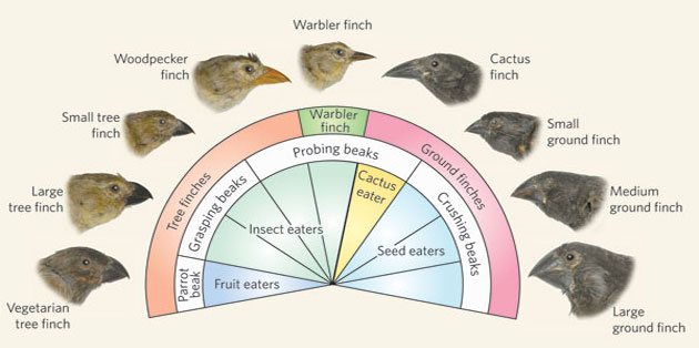 galapagos-darwin-finches