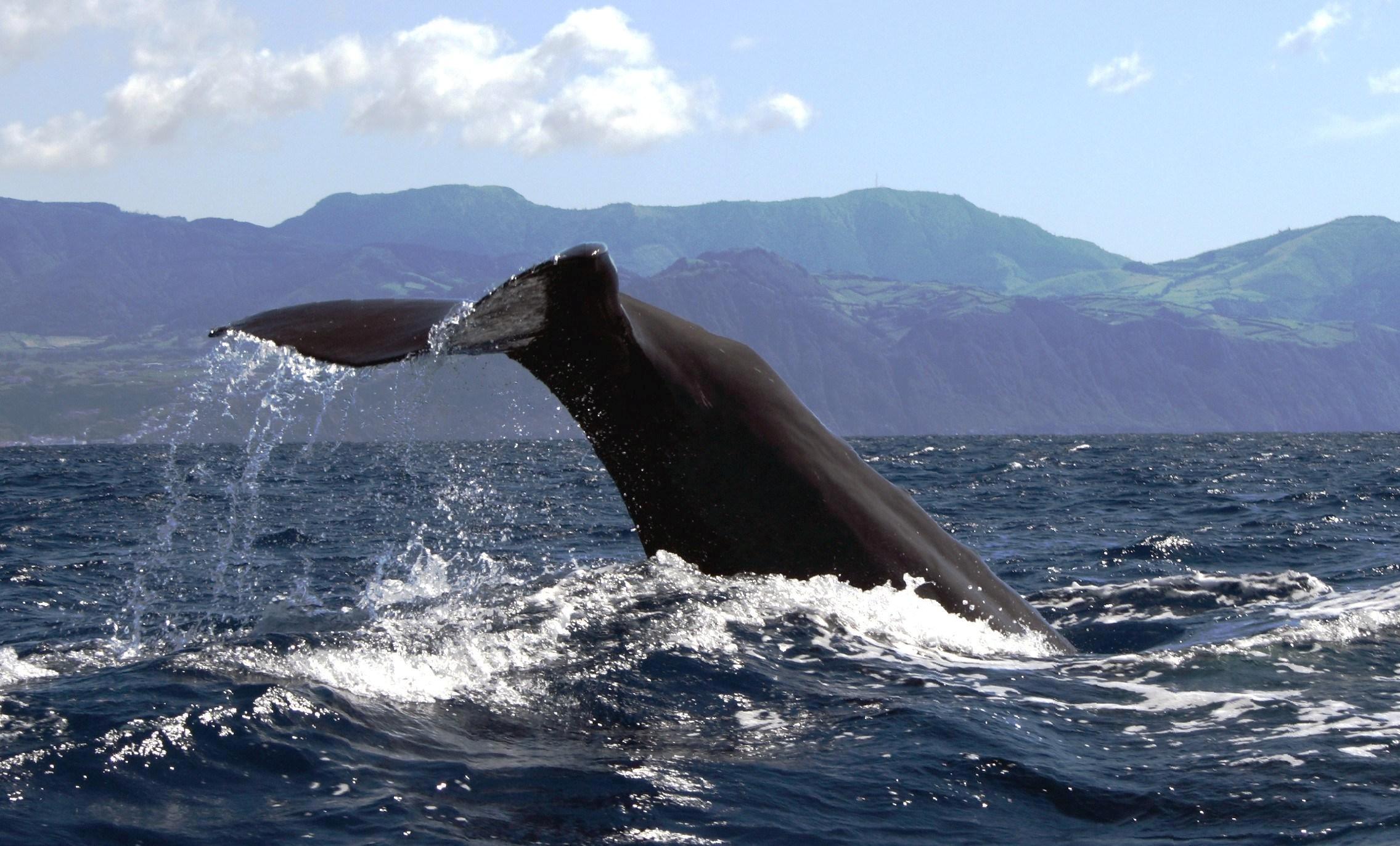 sperm whale tale in Azores islands, Portugal