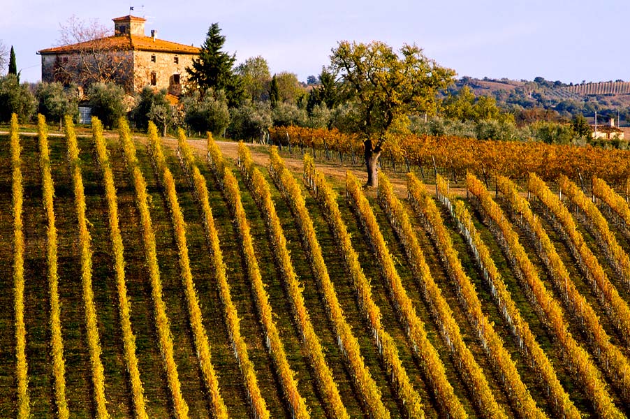 tuscany-vineyard Italy wine