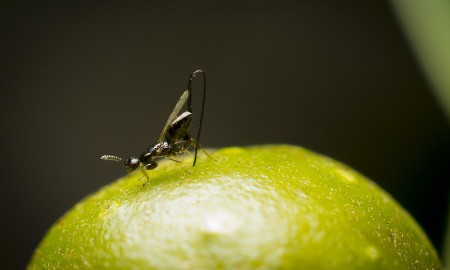 wasp on fig fruit