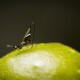 wasp on fig fruit