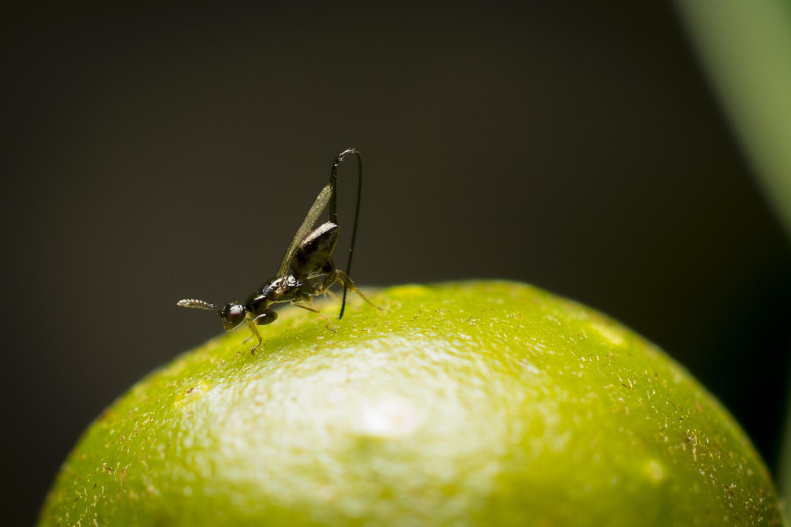 wasp on fig fruit