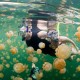 Snorkeling Jellyfish Lake