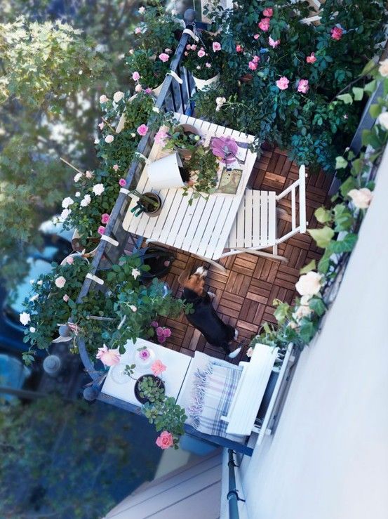 balcony white decoration with beagle