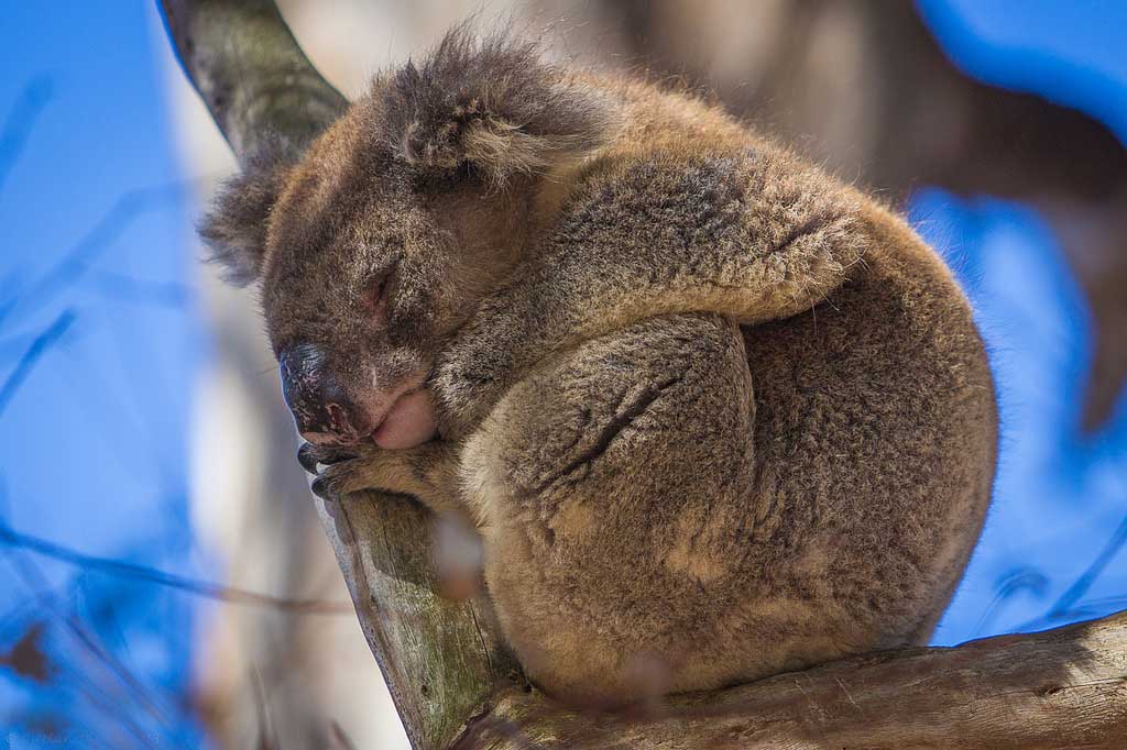 Kangaroo-Island-wildlife-koala