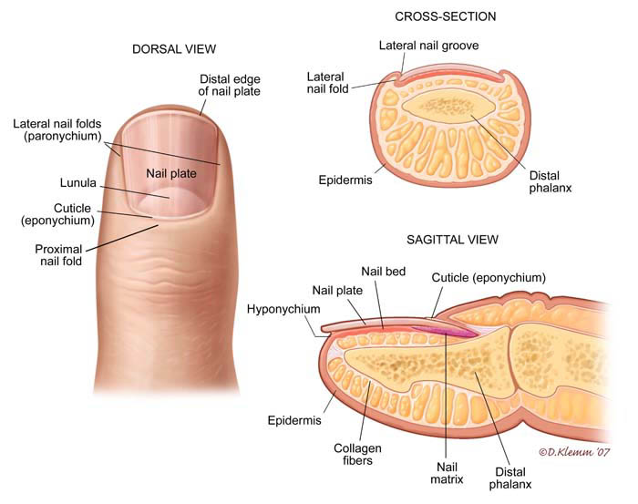 Nail anatomy