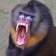The-sound-of-a-screaming-Baboon